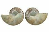 Cut & Polished, Agatized Ammonite Fossil - Madagascar #348989-1
